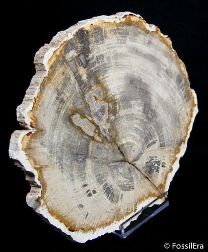 Tropical Hardwood Petrified Wood Slab - Indonesia #2753